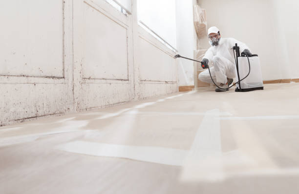 24/7 Emergency Basement Mold Remediation experts in Sumner, WA